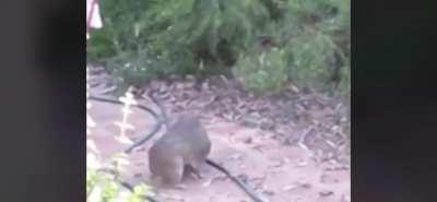 When the store has only one copy of Crash 4 left.