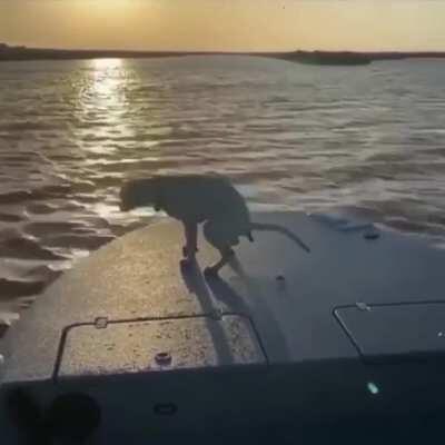 Хорошей прогулки!