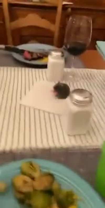 Hamster had a chance to eat at the table with his family.. 🥹