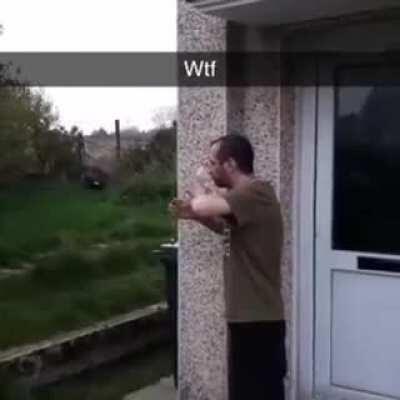 dragon (original from r/whatcouldvegonewrong)