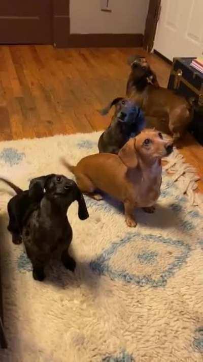 Always ready for breakfast