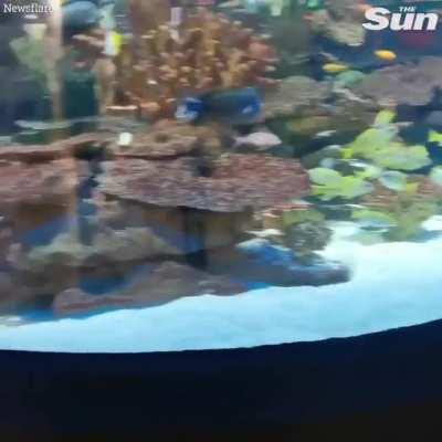 little one zooming with his new fish friend just made my day