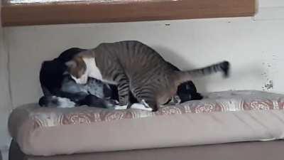 Yep, bring it on in for cuddles, Fren...