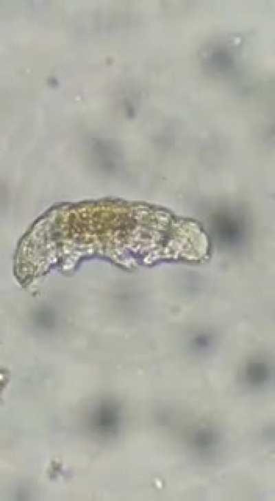 Тихоходка из мха с моего дворика.