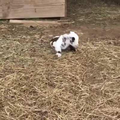 Baby goat parkour!