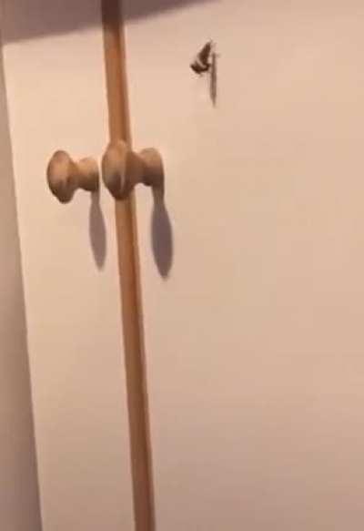 Just 2 insects mating