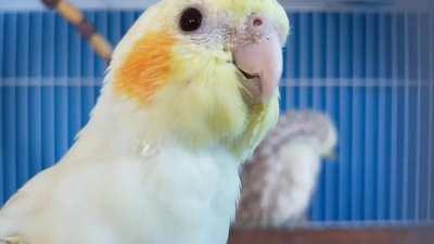 Give me sum attention, Hooman!