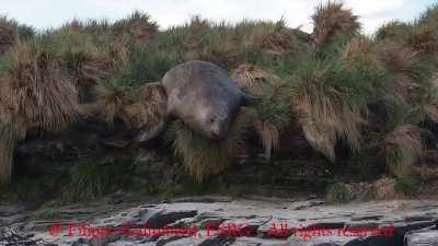 The earth trembles beneath this massive Bull Elephant Seal.
