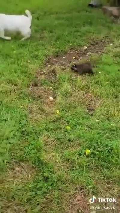 Who needs a sheep dog?