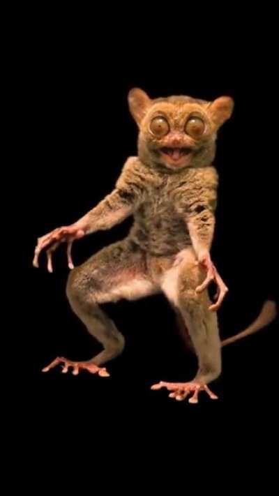 The Horsfield’s tarsier.