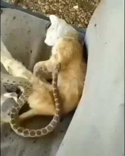 I wonder what he was dreaming of before realising