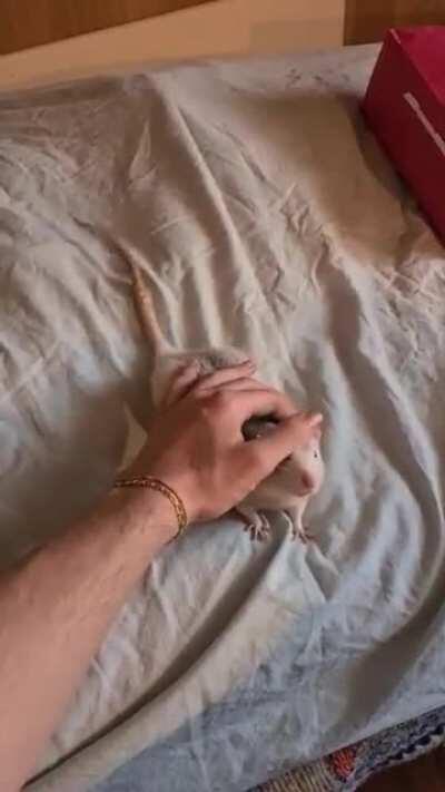 Banana wiggles his tail when I scratch his head