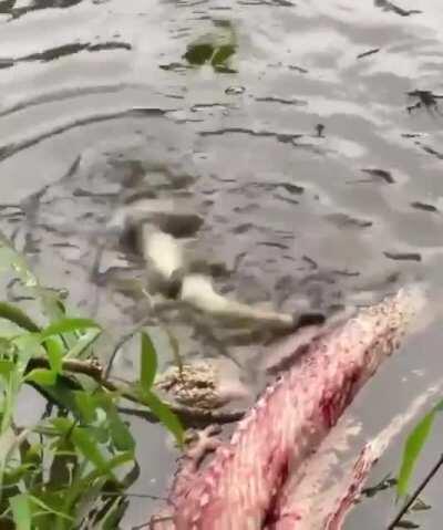 The Alligator has learned the power of spin
