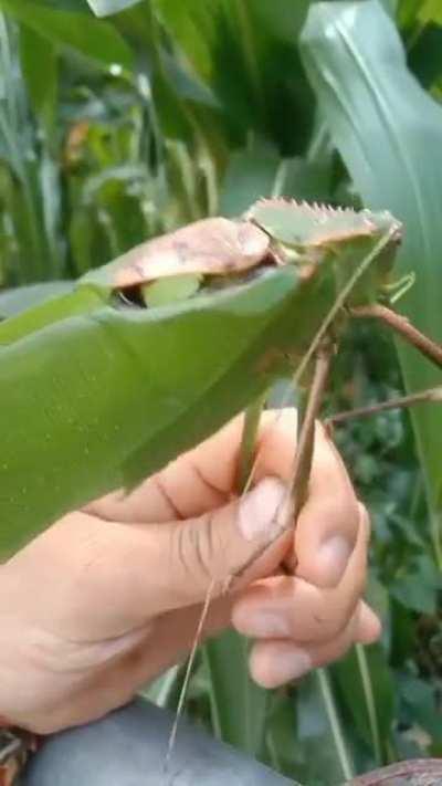 Thanks, I hate giant grasshoppers.