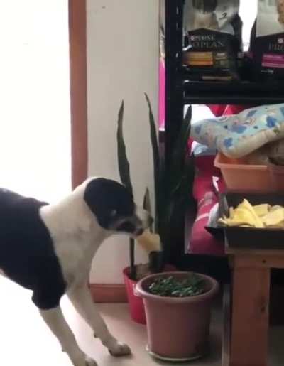 Sometimes you don't need a lot to be happy