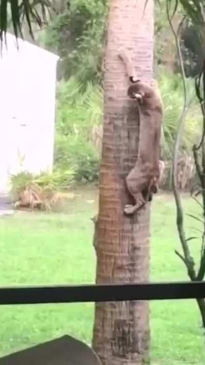 Que coisa mais linda a fauna Brasileira!