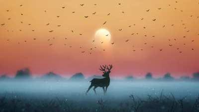 Sunset Mist Deer