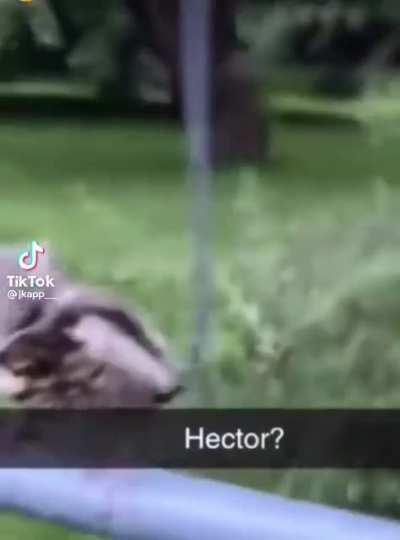 Hector?
