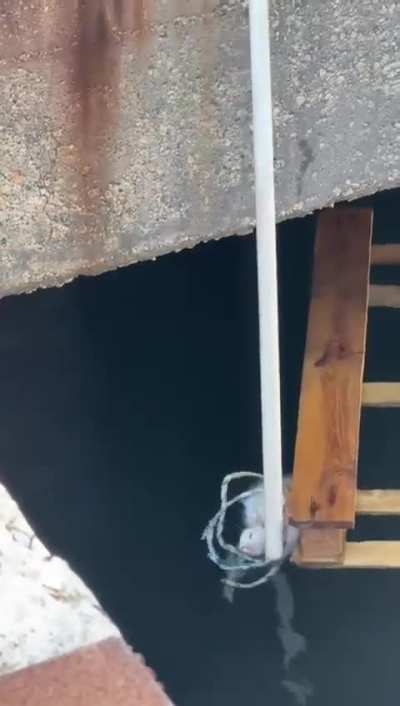 Poor kitten rescued from drowning