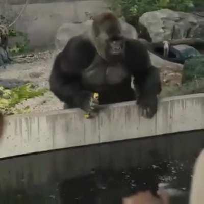 ;-; Pedro gosta de queen