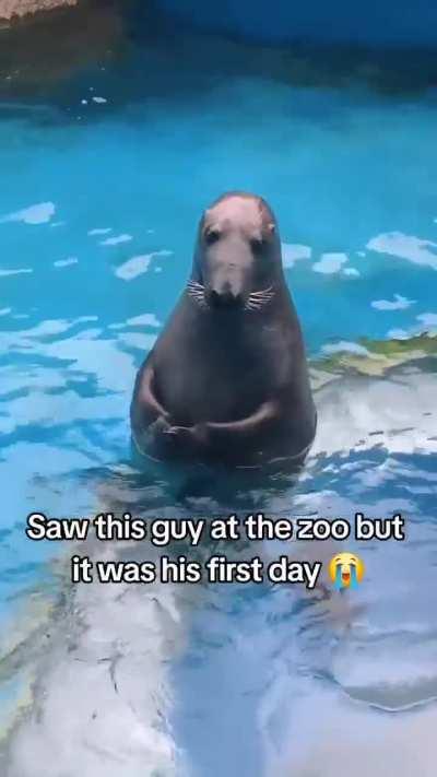 Mr. Seal in soo confused 😭🤝🏿