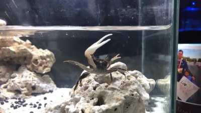 Mr. Krabby dancing like nobody’s watching