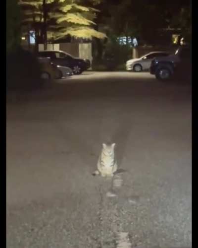 A cat watching a mouse fight in Indonesia.