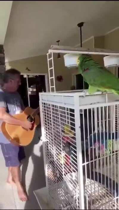acoustic singing parrot