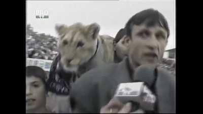 Tb to when during a post-match interview with U Craiova manager Săndoi, a fan unexpectedly brought a lion, which Săndoi petted, and a reporter tried to interview.