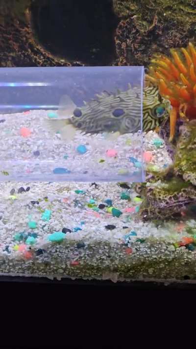 Our NEW SPIKY BOX PUFFER, KING