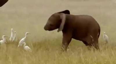 BaBy ElEpHaNt AtTaCkEd By VeNoMoUs SnAkE rIgHt In ThE fAcE