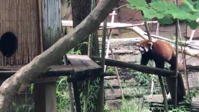 My husband filmed this cute moment back in 2017 at the Columbus Zoo. Hope it makes you smile!