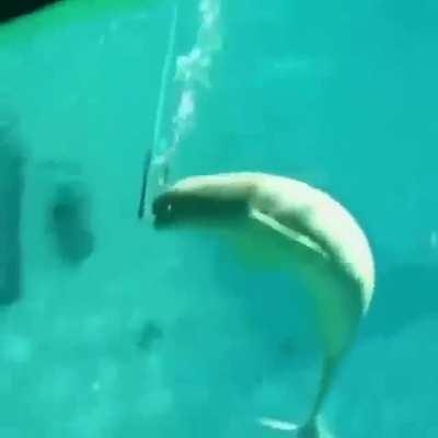 that's an ocean hookah.