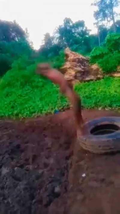 That double back flip to the ground.