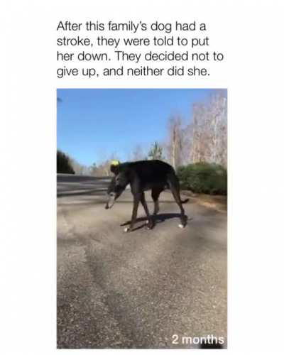 wonderful owners, strong dog