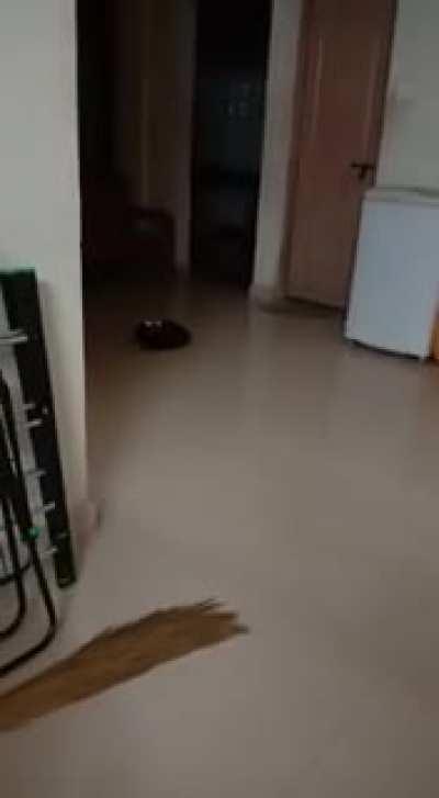 He got startled by his own tail XD