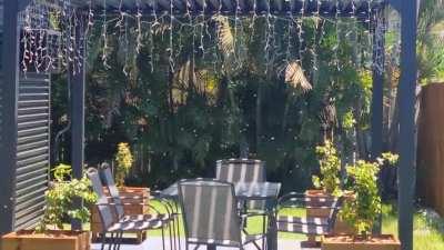 Lovely day to hang out in the gazebo today... oh.