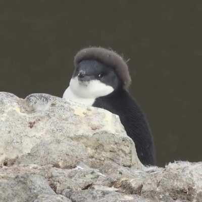 As a fashionista Dave was keen to make the beanie popular for the winter season of 2021....