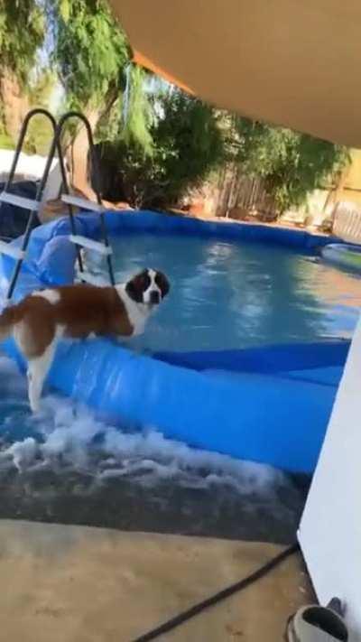 WCGW if you leave a doggo Unattended in a backyard with a pool