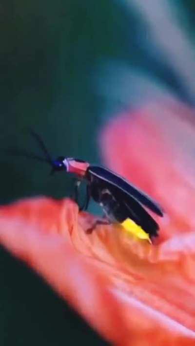 🔥 Fireflies are just one of the coolest things about nature.