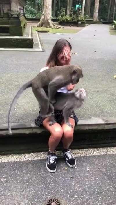 Get a picture with the monkey they said, it'll be fun they said