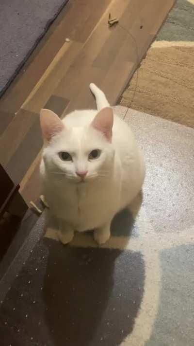 Doodle loudly demanding a play session