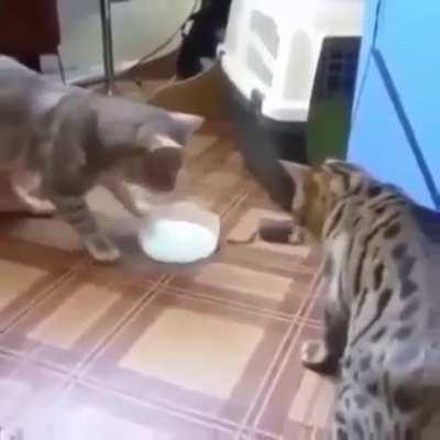 One bowl of milk and two cats