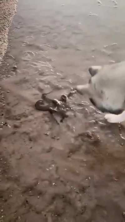 Octopus using water as a defence strategy