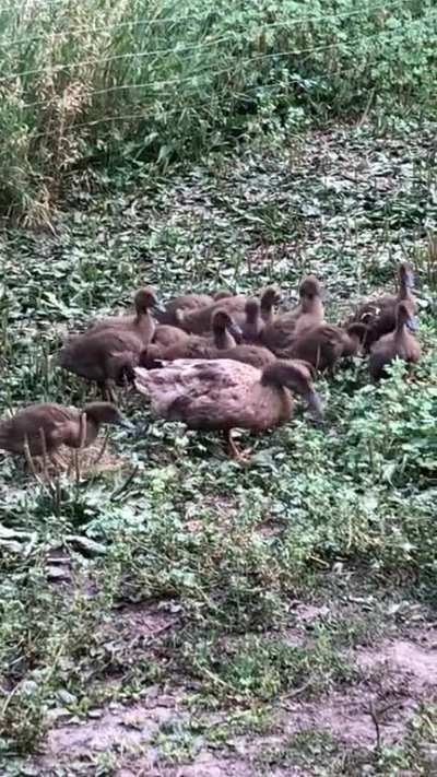 Babies got the zoomies.