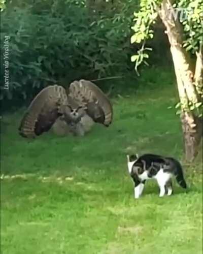 🔥 owl warning cat to keep away
