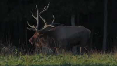 Elk mating calls