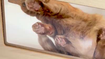 POV: Under the glass while my cat eats