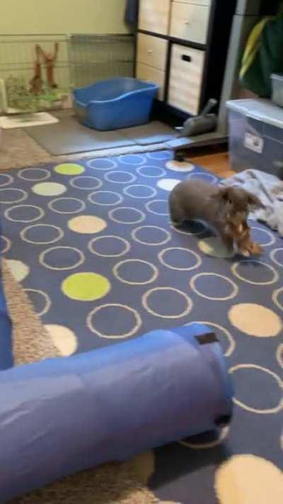 Gary, “Why do you buy me things?” (Chooses paper to play with)