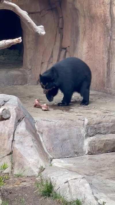 This bear’s technique to getting to the center of his snack